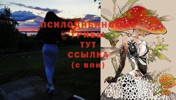 гашик Алексин